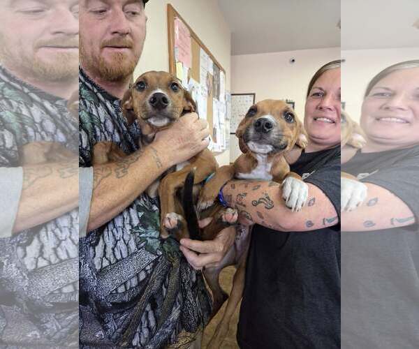 Medium Photo #3 Mutt Puppy For Sale in Martinsburg, WV, USA