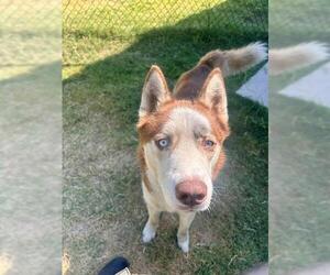 Siberian Husky Dogs for adoption in Temple, TX, USA