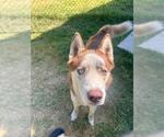 Small Siberian Husky