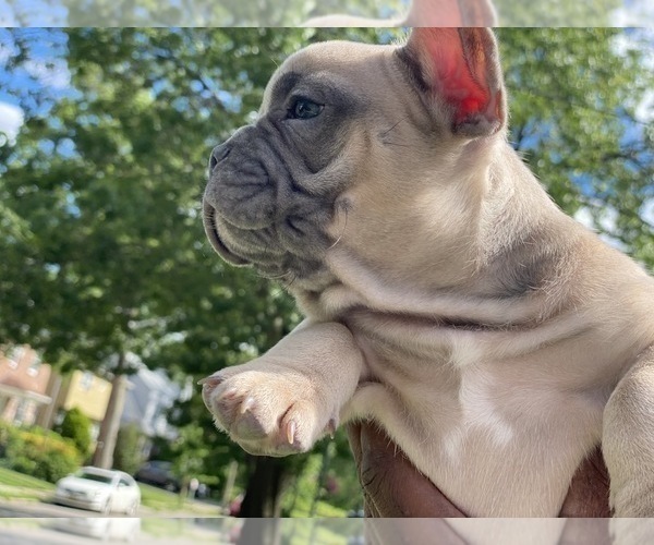 Medium Photo #13 French Bulldog Puppy For Sale in WEST ORANGE, NJ, USA