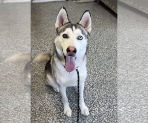 Siberian Husky-Unknown Mix Dogs for adoption in Bemidji, MN, USA