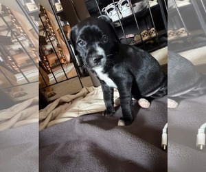 Bullypit Dogs for adoption in Holly Springs, NC, USA