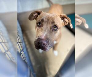 American Pit Bull Terrier-Unknown Mix Dogs for adoption in Chula Vista, CA, USA
