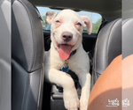Small #5 Mutt