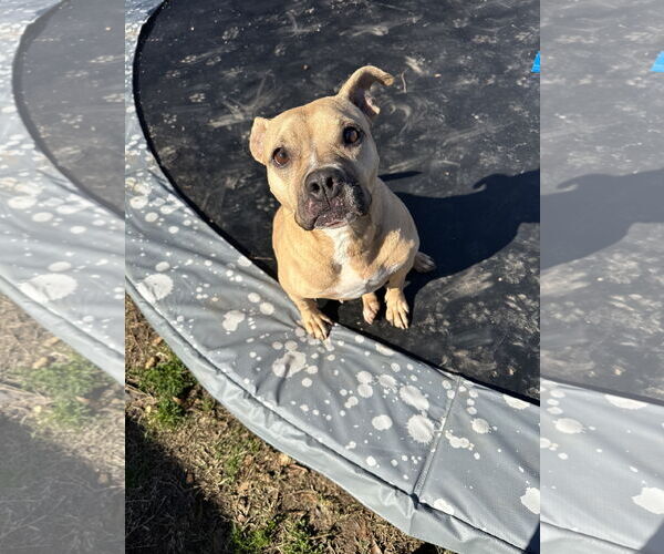 Medium Photo #3 American Staffordshire Terrier-Unknown Mix Puppy For Sale in Jackson, MS, USA