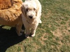 Small Photo #4 Goldendoodle Puppy For Sale in LOWER SALEM, OH, USA