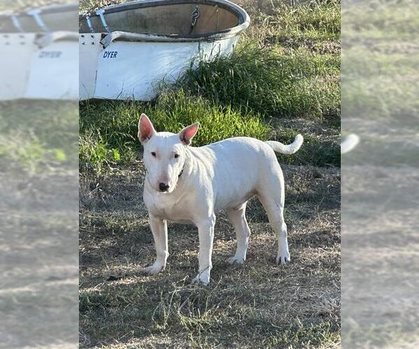 Medium Photo #1 Bull Terrier Puppy For Sale in Camarillo, CA, USA