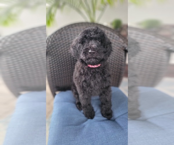 Medium Photo #5 Labradoodle Puppy For Sale in WINTER GARDEN, FL, USA