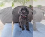 Small #4 Labradoodle