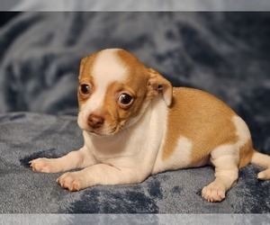 Chihuahua Puppy for sale in PRINCETON, LA, USA