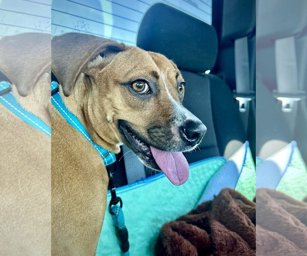 Medium Photo #8 Boxer-Unknown Mix Puppy For Sale in Dumont, NJ, USA