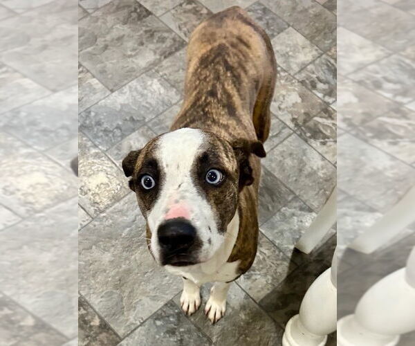 Medium Photo #2 Mutt Puppy For Sale in Oceanside, CA, USA