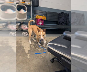 American Staffordshire Terrier-Unknown Mix Dogs for adoption in Tallahassee, FL, USA
