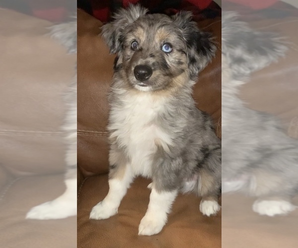 Medium Photo #1 Miniature Australian Shepherd Puppy For Sale in MC LEAN, IL, USA