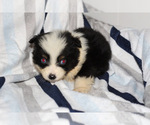 Small Photo #2 Miniature Australian Shepherd Puppy For Sale in KOPPERL, TX, USA