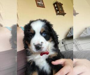 Bernese Mountain Dog Puppy for Sale in BAYARD, Nebraska USA