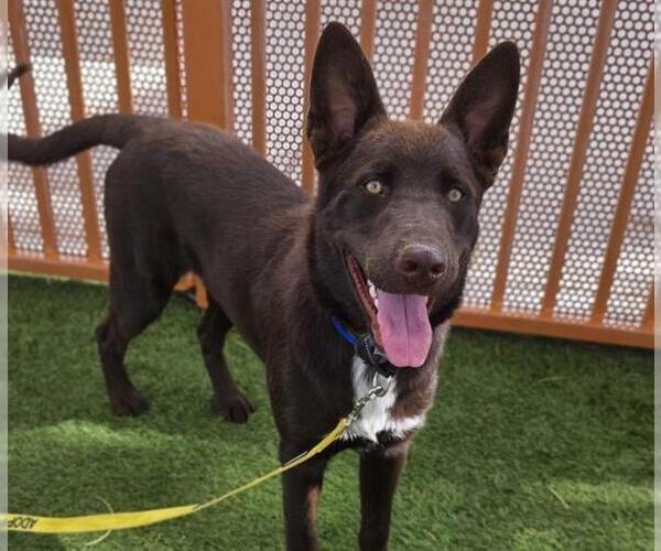 Medium Photo #1 German Shepherd Dog-Unknown Mix Puppy For Sale in Las Vegas, NV, USA