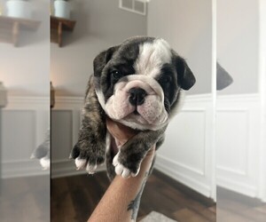 Medium English Bulldog