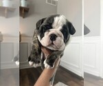 Puppy Whiskey English Bulldog
