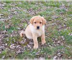 Small #11 Labrador Retriever