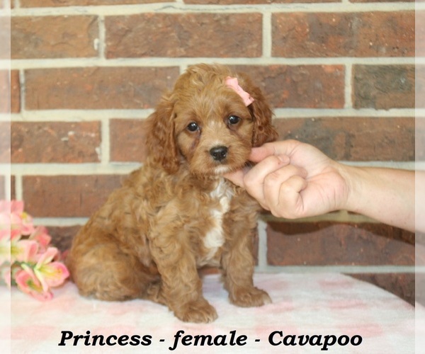 Medium Photo #4 Cavapoo (Miniature) Puppy For Sale in CLARKRANGE, TN, USA