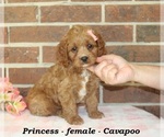 Small #3 Cavapoo (Miniature)