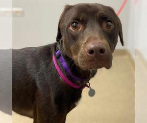 Labrador Retriever Dogs for adoption in Aurora, CO, USA