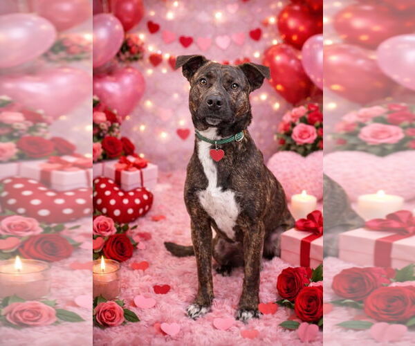 Medium Photo #2 American Staffordshire Terrier-Unknown Mix Puppy For Sale in Myrtle Beach, SC, USA