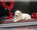 Small English Cream Golden Retriever