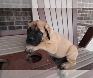 Mastiff Puppy for sale in MUNCIE, IN, USA