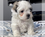 Small Photo #5 Shih-Poo-Zuchon Mix Puppy For Sale in GALENA, NV, USA