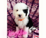 Small #6 Sheepadoodle