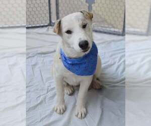 Mutt Dogs for adoption in McKinney, TX, USA