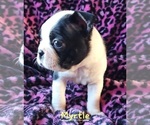 Small Photo #5 Boston Terrier Puppy For Sale in LEXINGTON, IN, USA