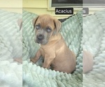 Small #3 Cane Corso