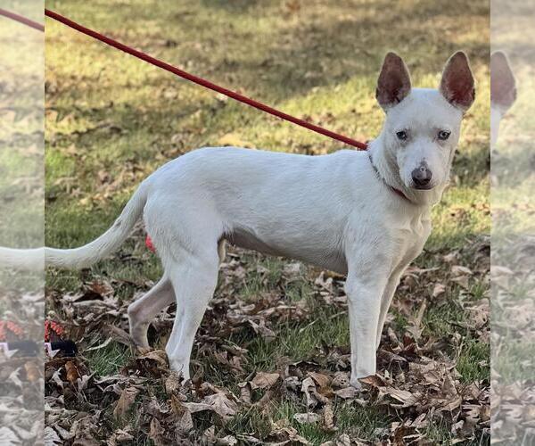 Medium Photo #4 Mutt Puppy For Sale in Yardley, PA, USA