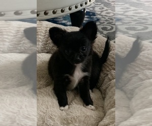 Chihuahua Puppy for sale in EAU CLAIRE, WI, USA