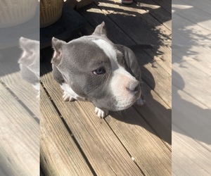 American Bully Puppy for sale in RANDLEMAN, NC, USA