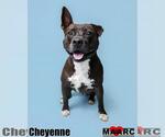 Small American Pit Bull Terrier
