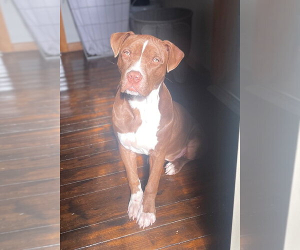 Medium Photo #1 Mutt Puppy For Sale in Claremore, OK, USA