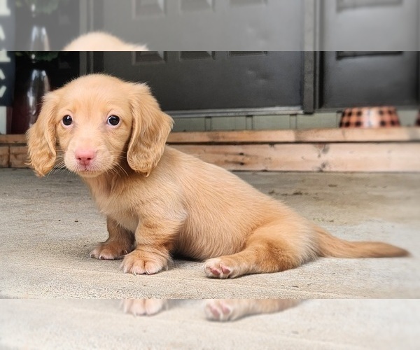 Medium Photo #3 Dachshund Puppy For Sale in GALENA, KS, USA