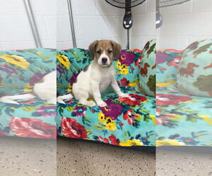Mutt Dogs for adoption in York, SC, USA