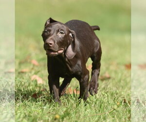 Frodo - Male Chocolate Labrador retriever-Pointer Mix Dog for Adoption - Photo #10