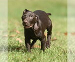 Small Photo #10 Chocolate Labrador retriever-Pointer Mix Puppy For Sale in Mechanicsburg, PA, USA