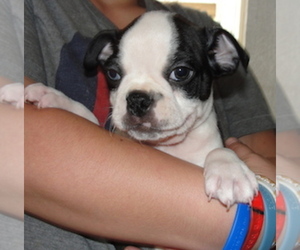 Boston Terrier Puppy for sale in CRKD RVR RNCH, OR, USA