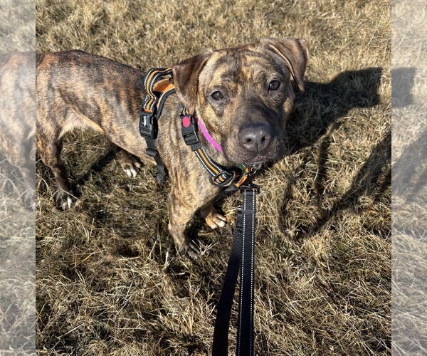 Medium Photo #2 Mutt Puppy For Sale in Fargo, ND, USA