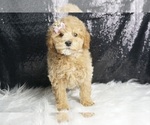 Small #2 Maltipoo