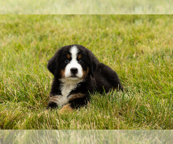Medium Photo #3 Bernese Mountain Dog Puppy For Sale in SHIPSHEWANA, IN, USA