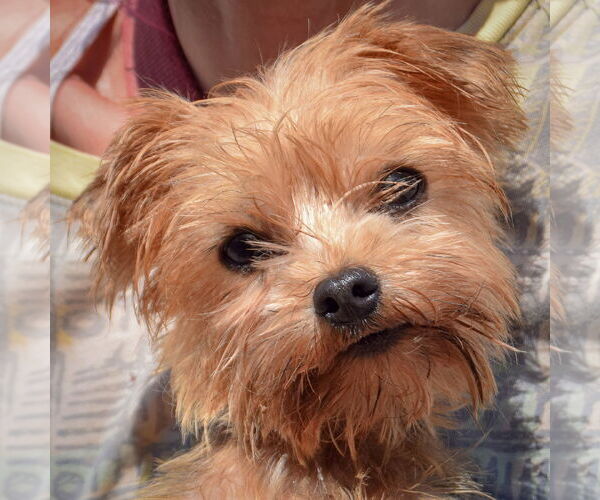 Medium Photo #6 Mutt Puppy For Sale in Huntley, IL, USA