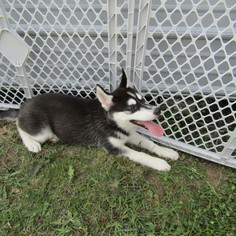 Siberian Husky Puppy for sale in NEW HAVEN, IN, USA